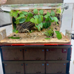 Tank Kiến Chung Cư LA15 - Hình ảnh 3