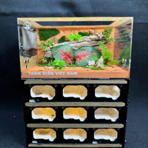 Tank Kiến Chung Cư LA15 - Hình ảnh 15