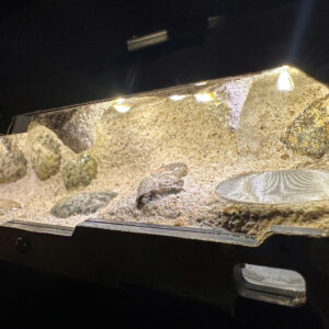 Tank Kiến UB3 - Hình ảnh 5