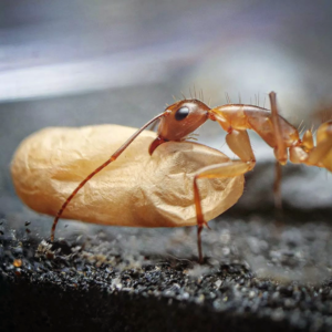 Camponotus Irritans - Hình ảnh 3