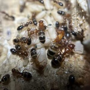 Camponotus Reichardti - Hình ảnh 3