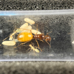 Camponotus Fedtschenkoi - Hình ảnh 4