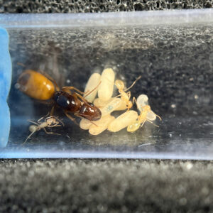 Camponotus Fedtschenkoi - Hình ảnh 3