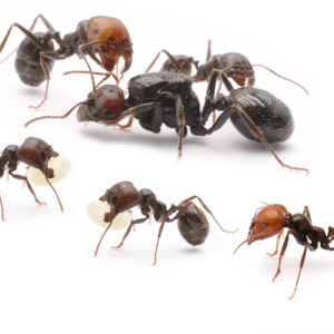 Messor Barbarus - Hình ảnh 3