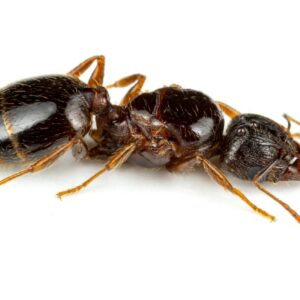 Pheidole Megacephala - Hình ảnh 2