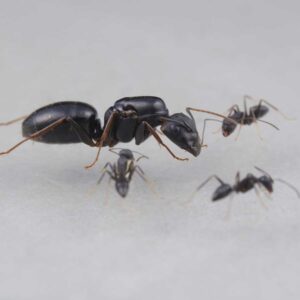 Camponotus Rufoglaucus - Hình ảnh 3