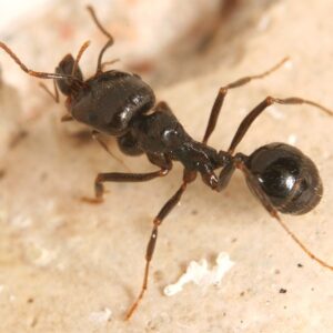 Messor Arenarius - Hình ảnh 3