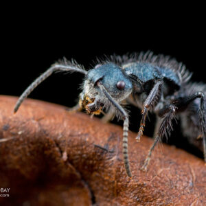 Echinopla Striata - Hình ảnh 3