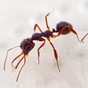 Myrmoteras Binghamii - Hình ảnh 3