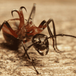 Polyrhachis Bellicosa - Hình ảnh 2