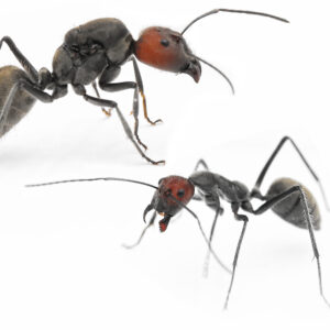 Camponotus Singularis - Hình ảnh 2