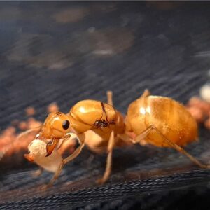 Myrmecocystus Navajo - Hình ảnh 5