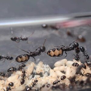 Camponotus Bellus - Hình ảnh 3