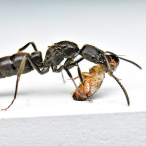Pachycondyla Crassinoda - Hình ảnh 3