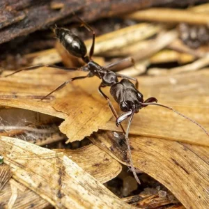 Odontomachus Monticola (Trap Bắc) - Hình ảnh 3