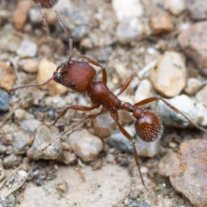 Pogonomyrmex Occidentalis - Hình ảnh 4