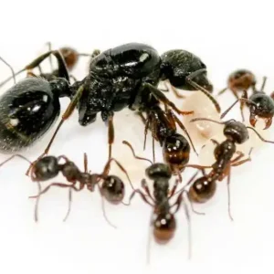 Messor Aciculatus - Hình ảnh 3