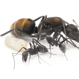 Camponotus Parius - Hình ảnh 4