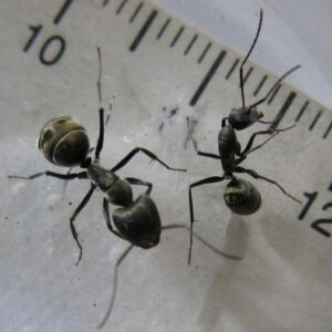 Camponotus Parius - Hình ảnh 3