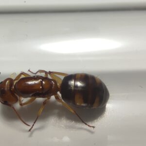Camponotus Maculatus Subnudus - Hình ảnh 3
