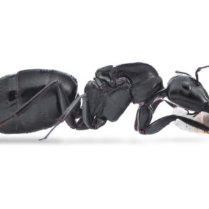Camponotus Japonicus - Hình ảnh 3