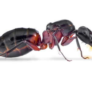 Camponotus Ligniperda - Hình ảnh 3