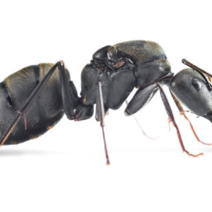Camponotus Pseudolendus - Hình ảnh 3