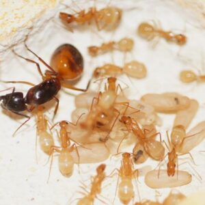 Camponotus Sanctus - Hình ảnh 2