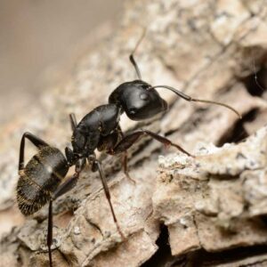 Camponotus Vagus - Hình ảnh 3