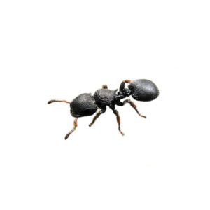 Cataulacus Granulatus - Hình ảnh 3