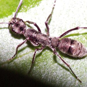 Diacamma Scalpratum - Hình ảnh 3