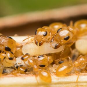 Gesomyrmex Luzonensis - Hình ảnh 3