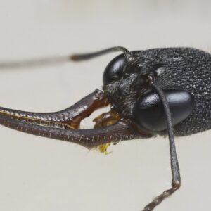 Harpegnathos Venator (HV) - Hình ảnh 3