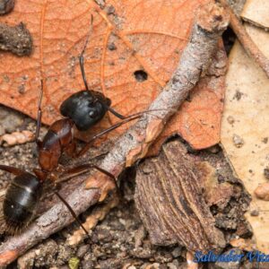 Camponotus Vicinus - Hình ảnh 3