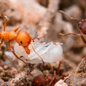 Pogonomyrmex Occidentalis - Hình ảnh 3
