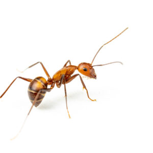 Camponotus Nicobarensis - Hình ảnh 3