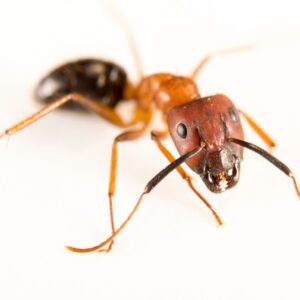 Camponotus Floridanus - Hình ảnh 3
