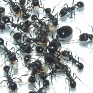 Messor Aciculatus - Hình ảnh 2
