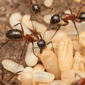 Camponotus Texanus - Hình ảnh 2