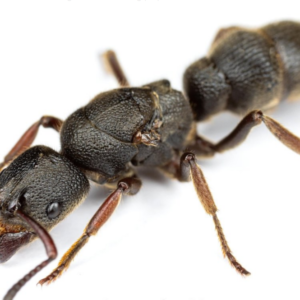 Pseudoneoponera Rufipes - Hình ảnh 3