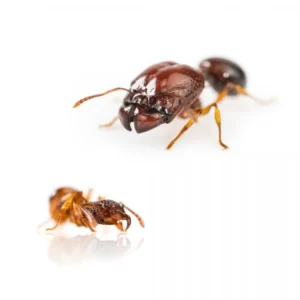 Acanthomyrmex sp - Hình ảnh 3