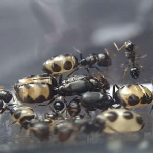 Camponotus Bellus - Hình ảnh 4