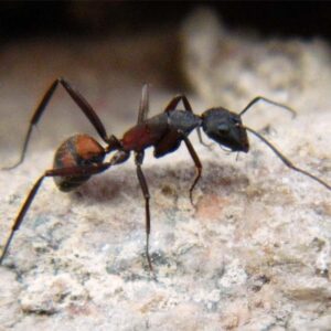 Camponotus Cruentatus - Hình ảnh 3