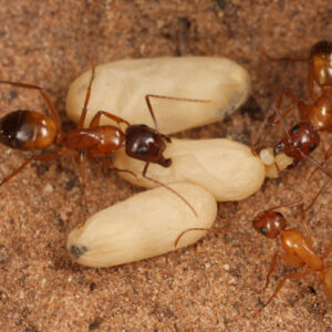 Camponotus Vicinus - Hình ảnh 4