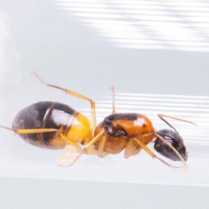 Camponotus Consobrinus - Hình ảnh 3