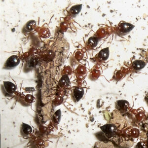 Crematogaster Rogenhoferi - Hình ảnh 3