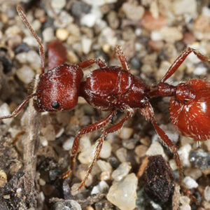 Pogonomyrmex Barbartus - Hình ảnh 4