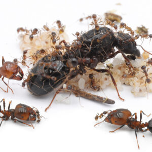 Carebara Diversa - Hình ảnh 3