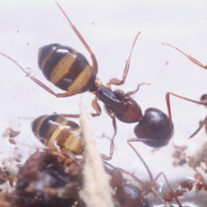 Camponotus Subbarbatus - Hình ảnh 3