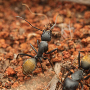 Camponotus Aeneopilosus - Hình ảnh 3
